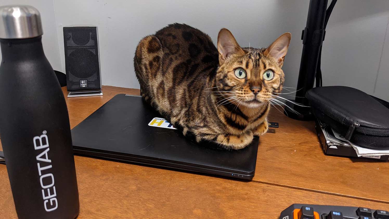 A brown cat sitting on a laptop looking straight at the camera